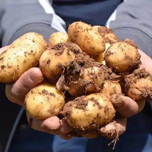 恩施高山富硒小土豆，绵糯香甜 ，口感十分香醇，八十年老品种  现挖现发，一口甜、香、糯 商品图5