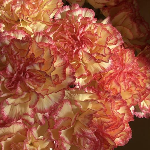 单头康乃馨丨俏新娘丨20支/扎 商品图2