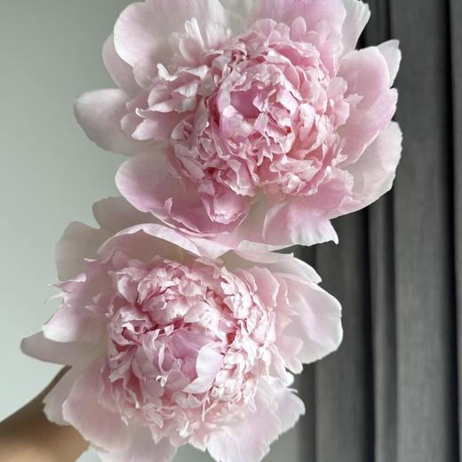 芍药丨雪纺冻糕【买一送一】 商品图1