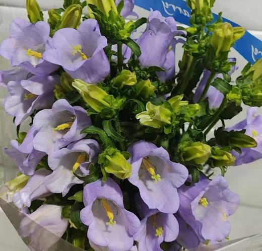 配花 | 风铃树浅紫 商品图1