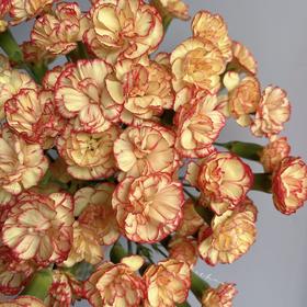 多头康乃馨 | 卡宁波