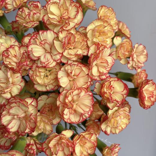 多头康乃馨 | 卡宁波 商品图0