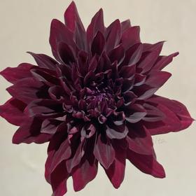 大丽花 | 可可豆