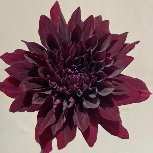 大丽花 | 可可豆 商品图0