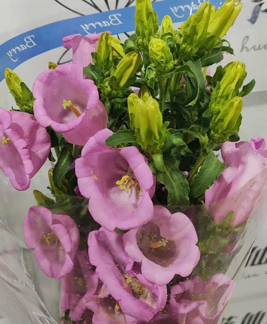 配花 | 风铃树粉 商品图1