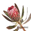 杨月季花材 | 公主粉冰 商品缩略图0
