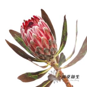 杨月季花材 | 公主粉冰