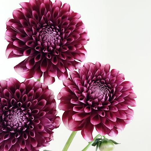 配花 | 大丽花罗美丽亚 商品图0