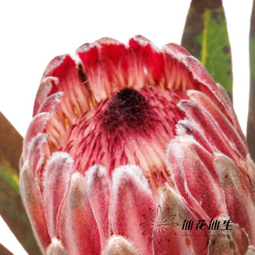 杨月季花材 | 公主粉冰 商品图4