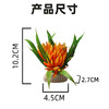 造景花草系列【01款】，适于刺身造景，冷热菜及餐桌看台造景。 商品缩略图2