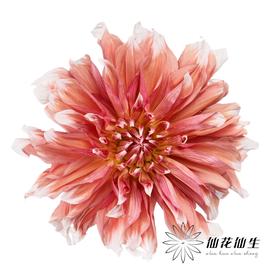 配花 | 大丽花冰霜夹