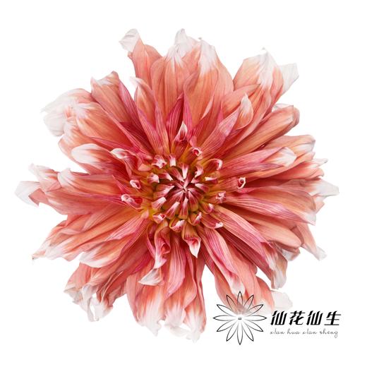 配花 | 大丽花冰霜夹 商品图0