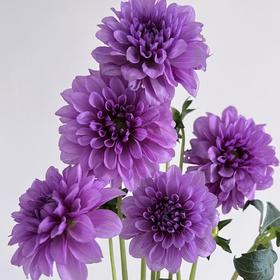 配花 | 大丽花月亮石