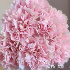 单头康乃馨 | 靓丽粉