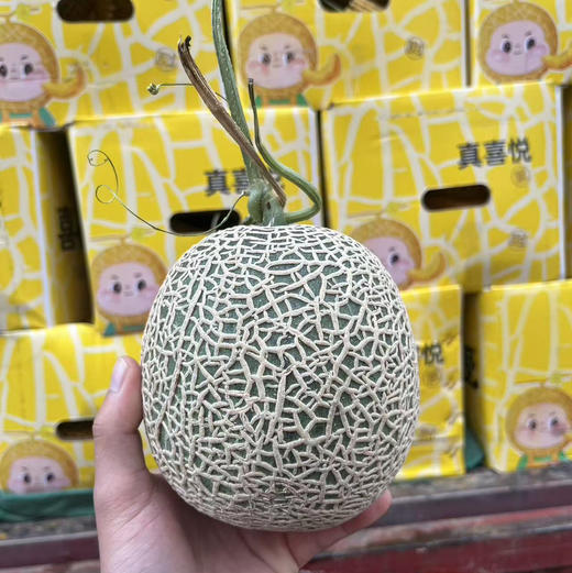 口口蜜🍈网纹瓜 约2..5斤 15.8/个 新货需放软 口感绵甜 商品图0