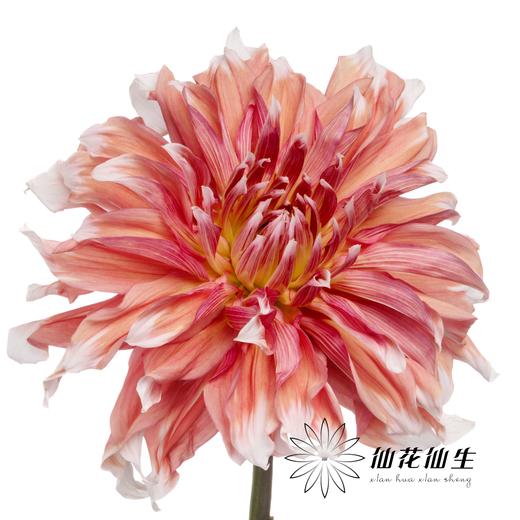 配花 | 大丽花冰霜夹 商品图3