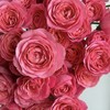 多头玫瑰 | 胭脂公主 商品缩略图0