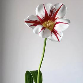 郁金香丨幸福一代丨10枝