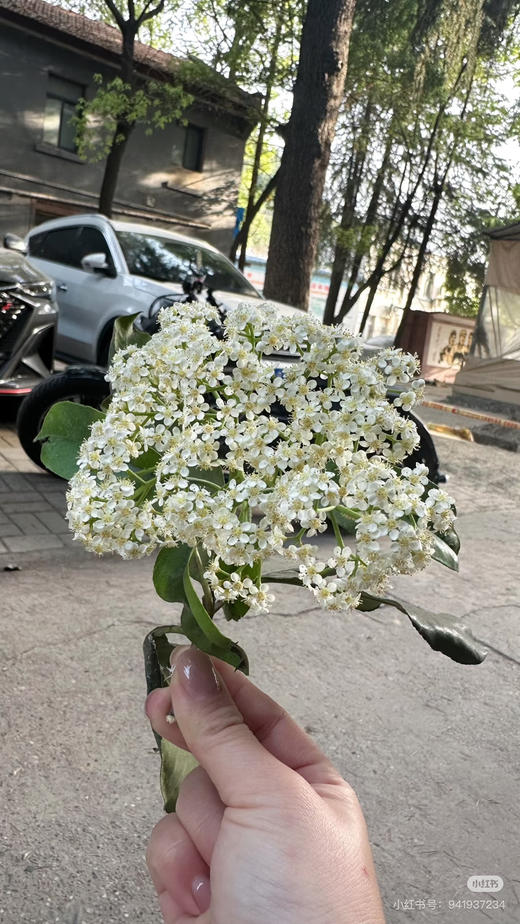 【孤寂 寂寥】石楠花 白色  扎 商品图1