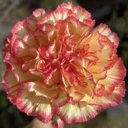 单头康乃馨丨俏新娘丨20支/扎 商品图0