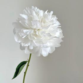 芍药丨杨妃出浴【买一送一】