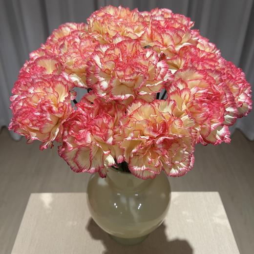 单头康乃馨丨俏新娘丨20支/扎 商品图1