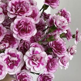 多头康乃馨 | 时尚太子