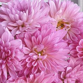 大丽花 | 粉石英