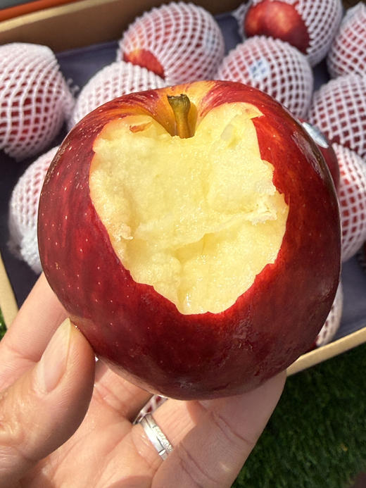 新西兰佳丽苹果 商品图2