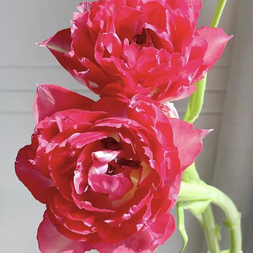 郁金香丨红丝绒泡芙丨10枝 商品图1