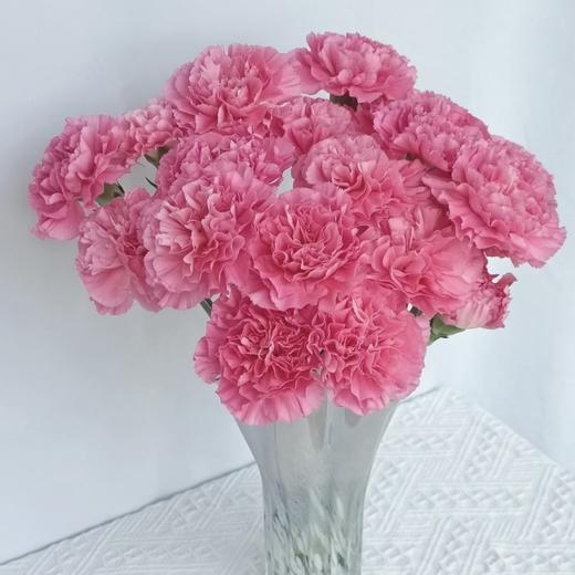 单头康乃馨丨小桃红丨20支/扎 商品图1