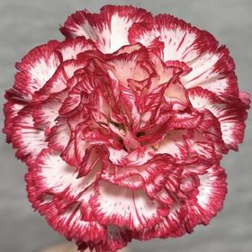 单头康乃馨 | 丽人