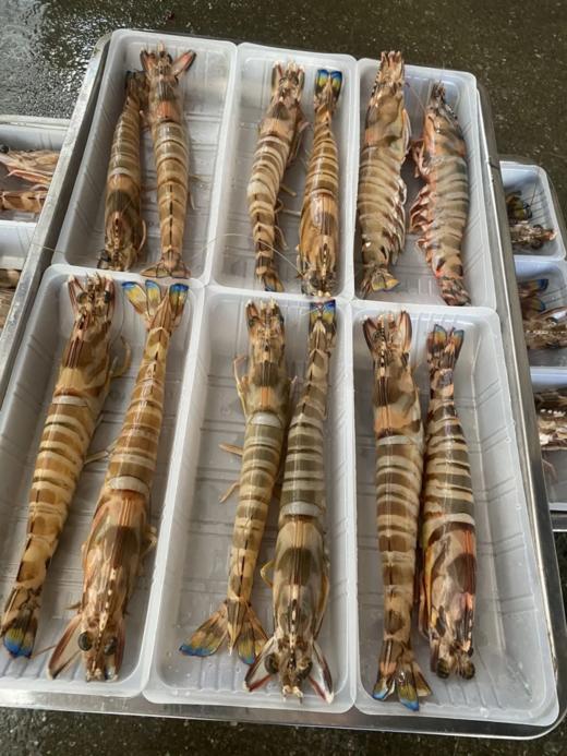 & 深海超大斑节虾🦐虾青素含量极高，爆满的虾肉，入口Q弹带有很浓的鲜虾味～活冻 商品图7