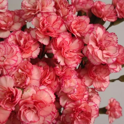 多头康乃馨 | 喜悦 商品图0