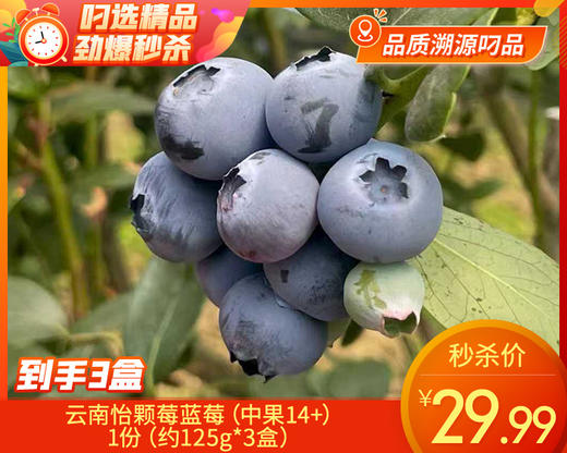 【到手3盒】云南怡颗莓蓝莓（中果14+）/1份（约125g*3盒） 商品图0