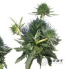 刺芹 | 天蝎座 Eryngium Scorpius 商品缩略图4