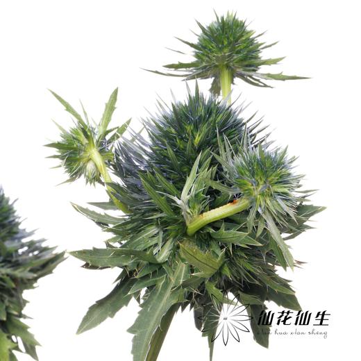 刺芹 | 天蝎座 Eryngium Scorpius 商品图4