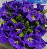 配花 | 风铃树紫 商品缩略图1