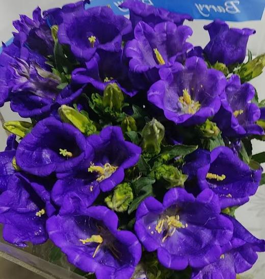 配花 | 风铃树紫 商品图1