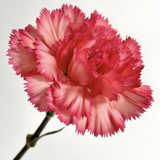 单头康乃馨丨火焰丨20枝/扎 商品图0