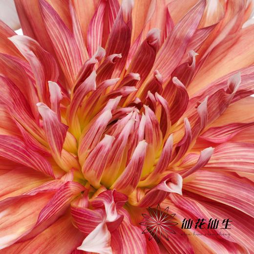 配花 | 大丽花冰霜夹 商品图4