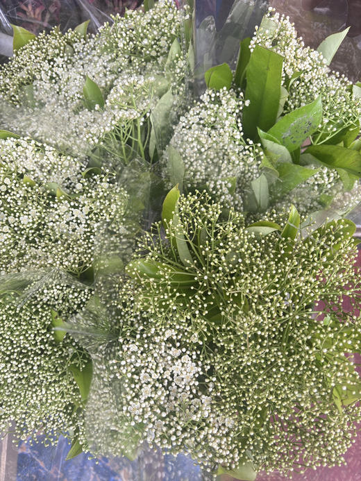 【孤寂 寂寥】石楠花 白色  扎 商品图5