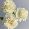 芍药丨阳光女孩【买一送一】 商品缩略图1