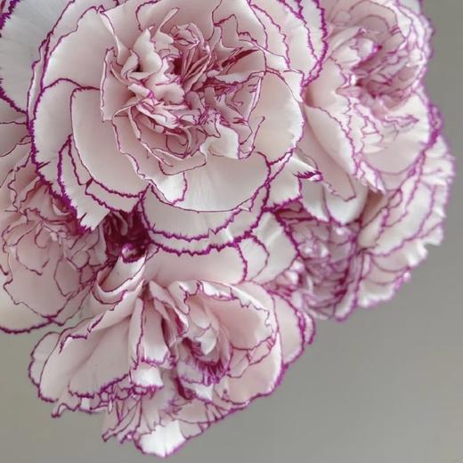 单头康乃馨丨紫边丨20支/扎 商品图2