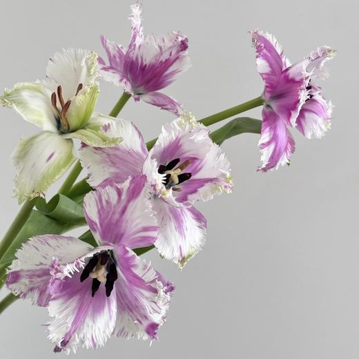 郁金香丨玛格特丨10枝 商品图2