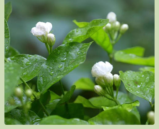 【私域专享】卢正浩特种茉莉龙井50克 商品图5