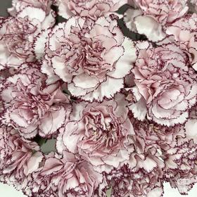 单头康乃馨 | 彩蝶