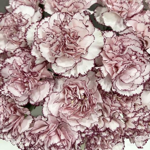 单头康乃馨 | 彩蝶 商品图0