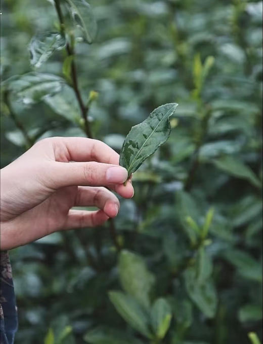 💥春日鲜茗｜【卧芳华碧螺春】 🌸限时团购专场 人间三月春正好，✨一杯碧螺醉江南 ✅卷曲成螺，清汤碧绿 ✅代谢减肥，养颜抗衰，杀菌消炎 商品图4