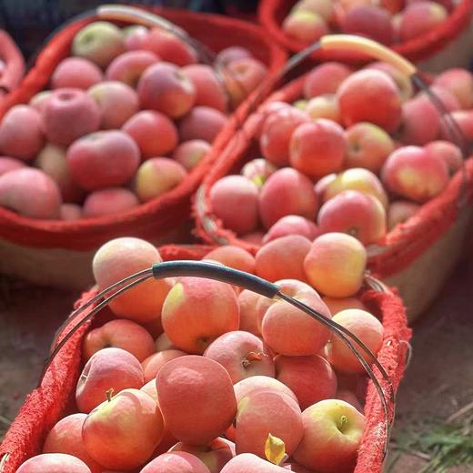 【阿克苏樱桃小苹果】红润小巧像樱桃，咬一口咔嚓爆汁，清甜不腻，果肉细腻无渣，产自天山雪水灌溉的阿克苏果园，超长日照+大温差， 自然甜，不催熟不打蜡，老人小孩都能放心吃 商品图6